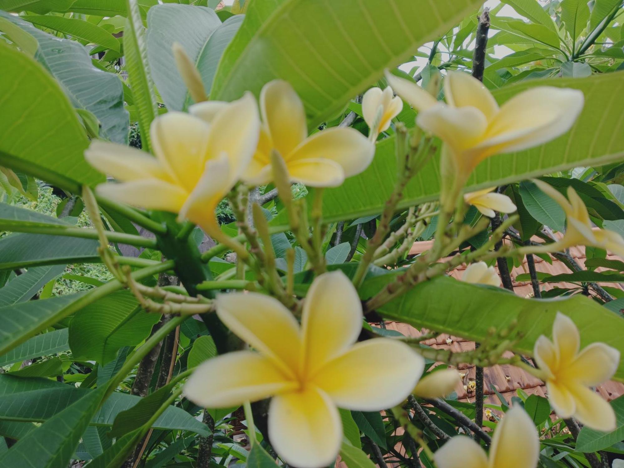 Sudana Homestay Ubud Dış mekan fotoğraf